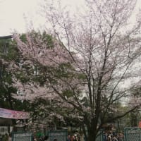 花見散歩～上野恩賜公園