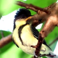 シジュウカラが子育て中