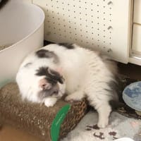 ツイン・ニャコム