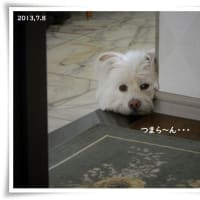 今日のハイビスカス・今日のユリ★新たな夏の花咲く★花も実もドライに