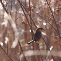 鳥猫日和19    久々の八王子K公園