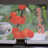 『庄内観光物産館』から届いた山形県寒河江産の"紅秀峰”L-2Lはここ数年で最高の甘味・酸味・食感のバランス！宮崎空港で買っておいた"ひなた黒潮からすみ＜日向灘沖どれ純国産＞”も絶品だった！