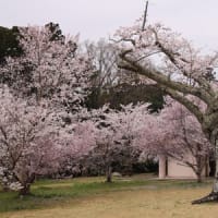 曇天の桜メジロ