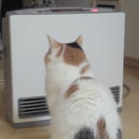 めっちゃ寒いニャ