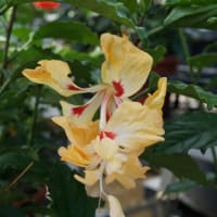ハイビスカス’フラミンゴ’