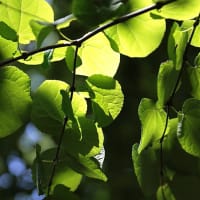 都立野川公園の新緑