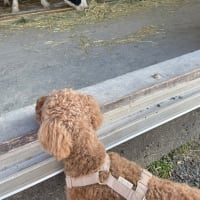 マザー牧場と久留里城