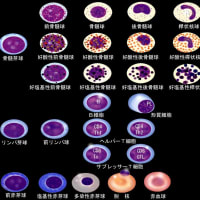 血球の分化過程