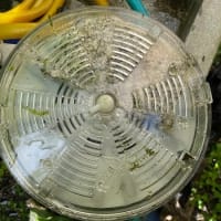 今週の水草水槽＆にゃんこ＆錦鯉水替え 2025.6.6