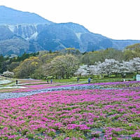 武甲三十六景たぶん⑦芝桜はイマイチだけど桜満開の武甲山⑥は「note」にあるよ