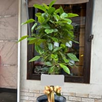 オフィス移転お祝いに観葉植物