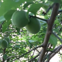 庭に落ちた完熟梅を食べてみました♡