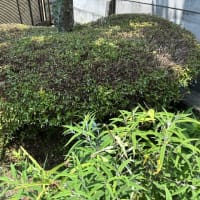 庭の植木の剪定が続きます。