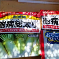 大根の種まき：340粒を1粒まき