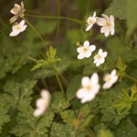 入笠山の花　”すずらん”だけではありません