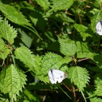 蝶の舞〜萬城の滝