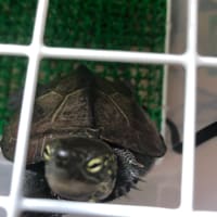 我が家のクサガメ