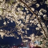 お花見（豊川市役所桜トンネル・佐奈川）