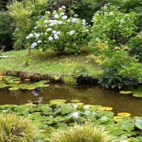 2025.6.12　本土寺の紫陽花