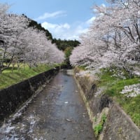 さくら