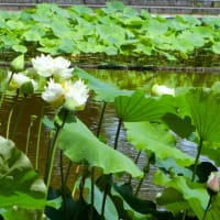 ニ千年の時を経て開花した大賀ハス～府中郷土の森公園～