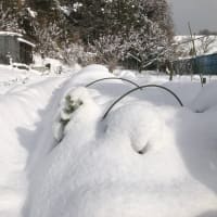 記録的降雪イン津市②