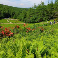 スズランの花咲く入笠山へ