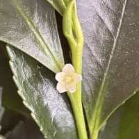 榊のお花