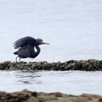 06/13探鳥記録写真：狩尾岬の鳥たち（クロサギの飛翔、）