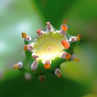 梅雨の合間に サボテンの花 わっ～綺麗！