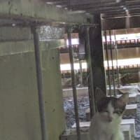 TNR中に子猫・・は良くある話だけど。