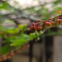 ナツハゼ