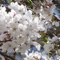 御堂ＳＳの桜、今年も綺麗に咲きました！