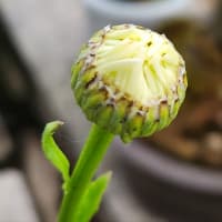 鉢植え