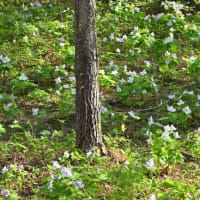 No.1.109　桜紀行  10　桜峠～半田沼のシラネアオイ