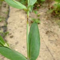 空き地の菜園脇で咲く「虫取りナデシコ」