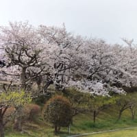 羽曳野も桜満開