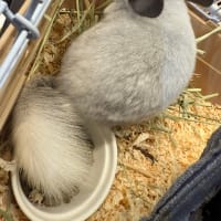チンチラ　パイド！