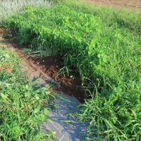 除草剤を農道に散布