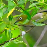 北海道で出会った鳥たち❼‼️     2025.6.17〜6.18   撮影