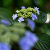 ぷちツー：紫陽花の日本寺へ（その2：あじさい遊歩道）