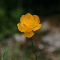 5月末に六甲高山植物園へ（PartⅢ）