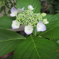入梅直前のわが家の花々