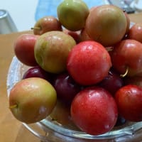 6月25日　すもも
