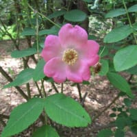 【2025札幌市北区　百合が原公園のバラ】③
