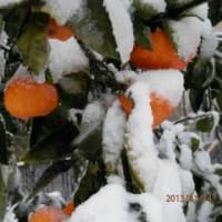 雪とみかん　