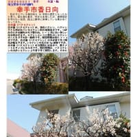 花巡り「梅－378」  幸手市香日向