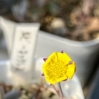 お花がいっぱい