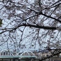 琴弾公園の桜