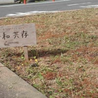 東広島バイパス周辺の植栽　クラーク国際記念高等学校皆さんと